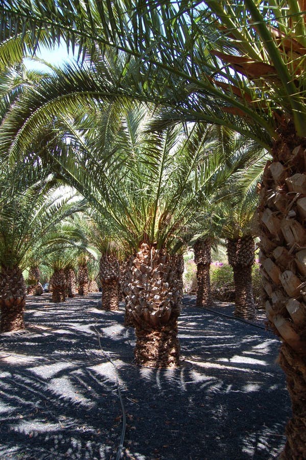 Saffawi Dates – Super Jumbo - Improves Digestion - Energy Booster view 3