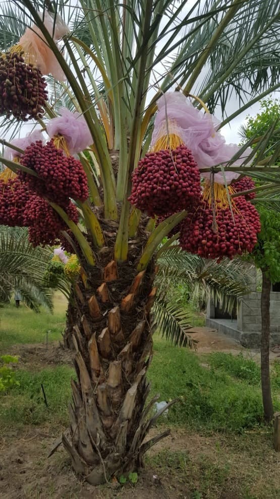 Saudi Date Palm Grove